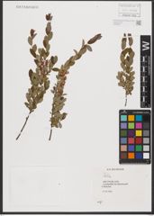 Foto von Salix L.
